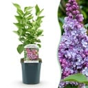 Garden Plant - Syringa vulgaris Michel Buchner - Common Lilac - Hardy - Pink - 1 Plant - Pot 17cm - Height 45cm