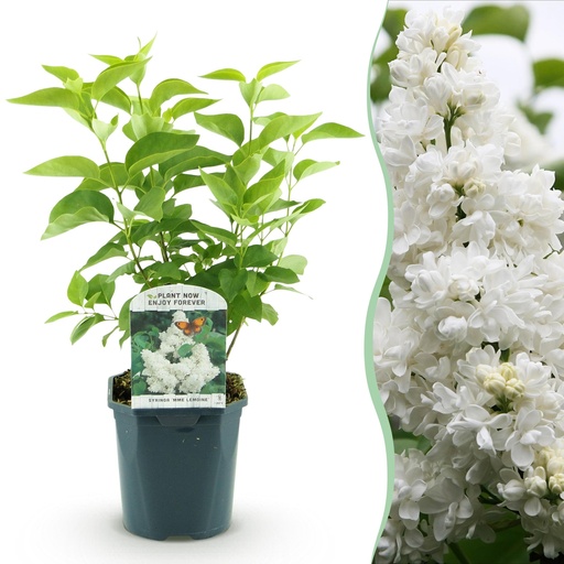 "Garden Plant - Syringa vulgaris Mme Lemoine - Common Lilac - Hardy - White - 1 Plant - Pot 17cm - Height 45cm image"