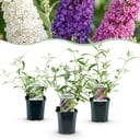 Garden Plant - Buddleja davidii Tricolour - Butterfly Bush - Hardy - Blue - Pink - White - 3 Plants - Pot 17cm - Height 45cm