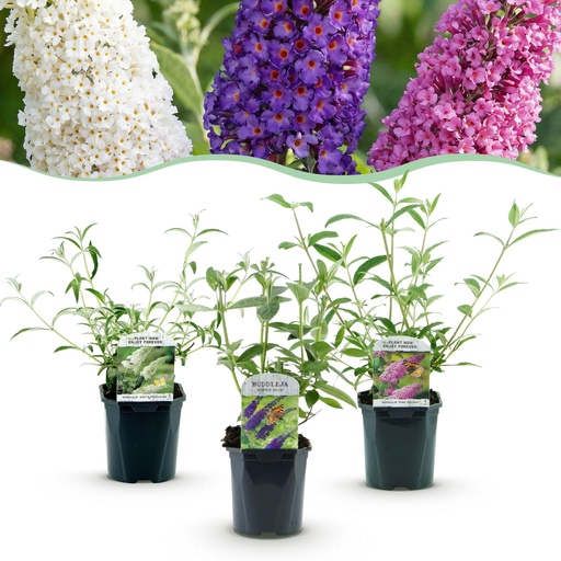 "Garden Plant - Buddleja davidii Tricolour - Butterfly Bush - Hardy - Blue - Pink - White - 3 Plants - Pot 17cm - Height 45cm image"