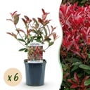 Plantes de haie - Photinia fraseri Carre Rouge - vert rouge - 6 plantes - 1 mètre linéaire - persistant - pot 17cm hauteur 55cm