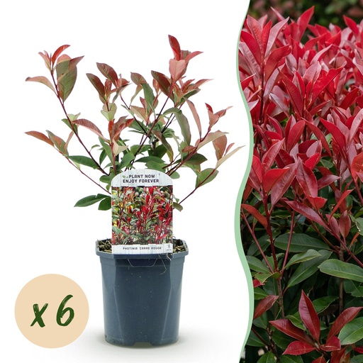 "Heckenpflanzen - Photinia fraseri Carre Rouge - rot grün - 6 Pflanzen - 1 Meter linienförmig - immergrün - Topf 17cm Höhe 55cm image"