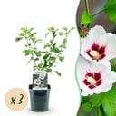Garden Plant - Hibiscus syriacus Hamabo - Garden Hibiscus - Hardy - White - Pink - 3 Plants - Pot 17cm - Height 45cm