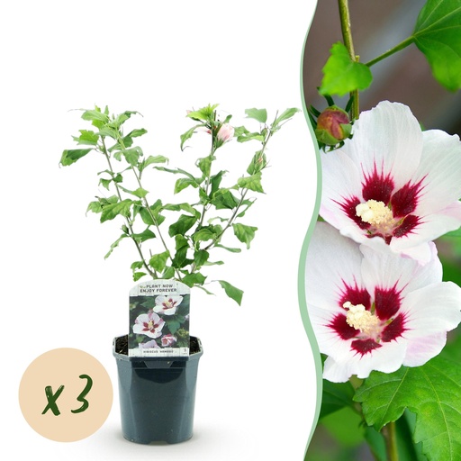 "Garden Plant - Hibiscus syriacus Hamabo - Garden Hibiscus - Hardy - White - Pink - 3 Plants - Pot 17cm - Height 45cm image"