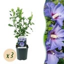 Garden Plant - Hibiscus syriacus Oiseau Blue - Garden Hibiscus - Hardy - Blue - 3 Plants - Pot 17cm - Height 45cm