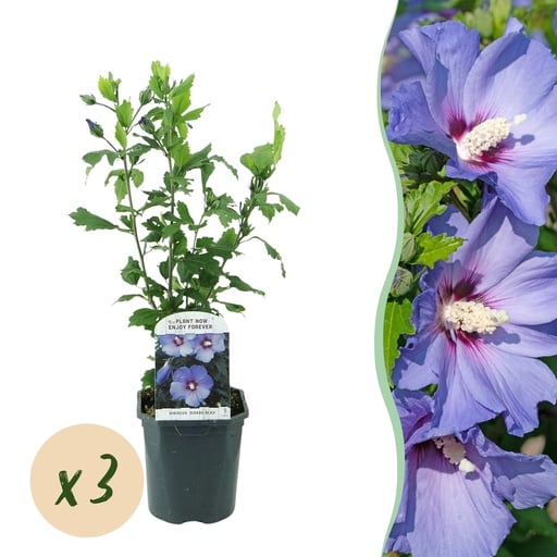 "Garteneibisch 'Oiseau Bleu' blau 3er-Set (Hibiscus syriacus) – winterharter Blütenstrauch, Topf-Ø 17 cm, Höhe ca. 45 cm image"