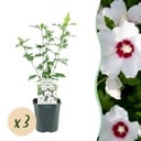 Garden Plant - Hibiscus syriacus Red Heart - Garden Hibiscus - Hardy - White - Red - 3 Plants - Pot 17cm - Height 45cm