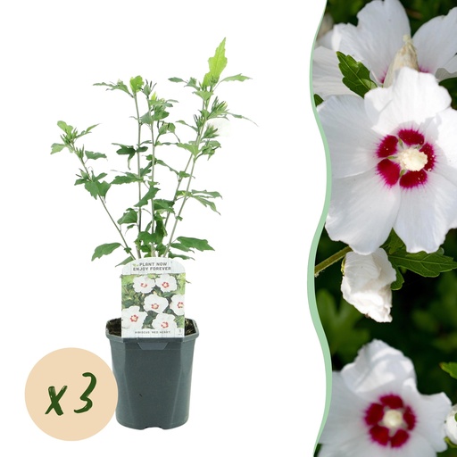 "Gartenhibiskus (Hibiscus syriacus) – winterhartes Ziergehölz, Höhe ca. 17 cm image"