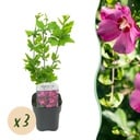 Garden Plant - Hibiscus syriacus Woodbridge - Garden Hibiscus - Hardy - Pink - 3 Plants - Pot 17cm - Height 45cm