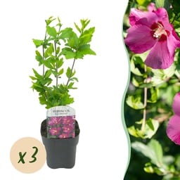 Garteneibisch (Hibiscus syriacus) – winterharter Blütenstrauch, Höhe ca. 17 cm