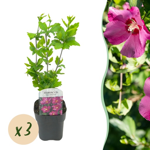 "Garden Plant - Hibiscus syriacus Woodbridge - Garden Hibiscus - Hardy - Pink - 3 Plants - Pot 17cm - Height 45cm image"