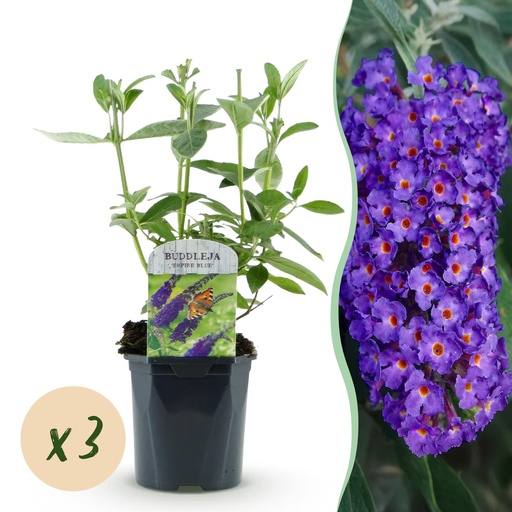 "Garden Plant - Buddleja davidii Empire Blue - Butterfly Bush - Hardy - Blue - 3 Plants - Pot 17cm - Height 45cm image"