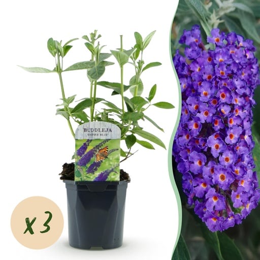 "Schmetterlingsstrauch (Buddleja davidii) – winterharter Schmetterlingsstrauch, Höhe ca. 17 cm image"