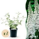 Garden Plant - Buddleja davidii White Profusion - Butterfly Bush - Hardy - White - 3 Plants - Pot 17cm - Height 45cm