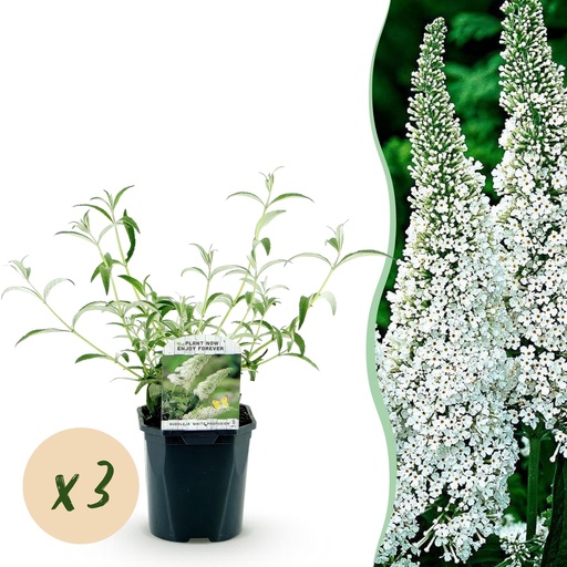 "Schmetterlingsstrauch (Buddleja davidii) – winterharter Schmetterlingsstrauch, Höhe ca. 17 cm image"