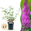 Garden Plant - Buddleja davidii Pink Delight - Butterfly Bush - Hardy - Pink - 3 Plants - Pot 17cm - Height 45cm