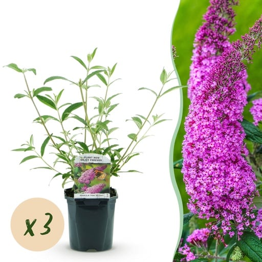 "Garden Plant - Buddleja davidii Pink Delight - Butterfly Bush - Hardy - Pink - 3 Plants - Pot 17cm - Height 45cm image"