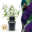 Garden Plant - Buddleja davidii Black Night - Butterfly Bush - Hardy - Purple - 3 Plants - Pot 17cm - Height 45cm