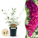 Garden Plant - Buddleja davidii Royal Red - Butterfly Bush - Winter Hardy - Red - 3 Plants - Pot 17cm - Height 45cm