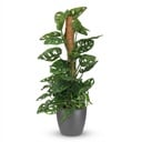 Zimmerpflanze - Monkey Mask - Monstera Adansonii Moosstab - Grün - Pflegeleicht - 1 Pflanze - mit Potter Grau - Topf 19cm - Höhe 90cm