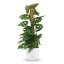 Zimmerpflanze - Monkey Mask - Monstera Adansonii Moosstab - Grün - Pflegeleicht - 1 Pflanze - mit weißem Übertopf - Topf 19cm - Höhe 90cm