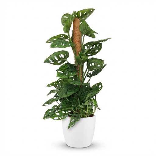 "Zimmerpflanze - Monkey Mask - Monstera Adansonii Moosstab - Grün - Pflegeleicht - 1 Pflanze - mit weißem Übertopf - Topf 19cm - Höhe 90cm image"