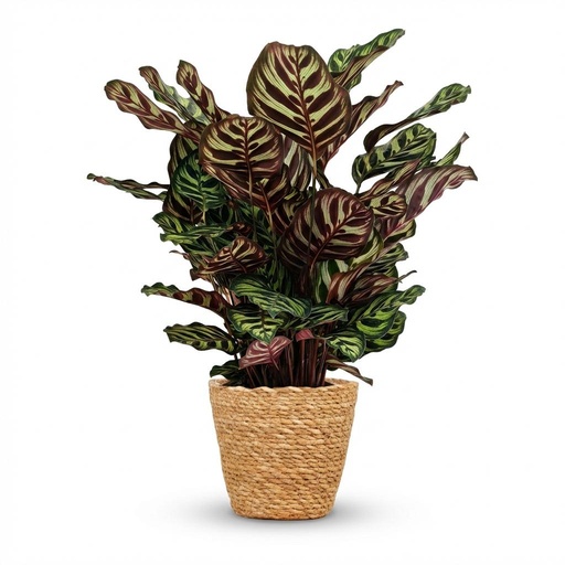 "Zimmerpflanze - Pfauen-Korbmarante - Calathea Makoyana - Grün - Pflegeleicht - 1 Pflanze - mit Korb - Topf 19cm - Höhe 70cm image"