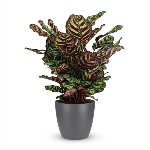 "Zimmerpflanze - Pfauen-Korbmarante - Calathea Makoyana - Grün - Pflegeleicht - 1 Pflanze - mit Potter Grau - Topf 19cm - Höhe 70cm image"