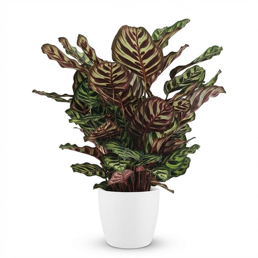 "Zimmerpflanze - Pfauen-Korbmarante - Calathea Makoyana - Grün - Pflegeleicht - 1 Pflanze - mit weißem Topf - Topf 19cm - Höhe 70cm image"