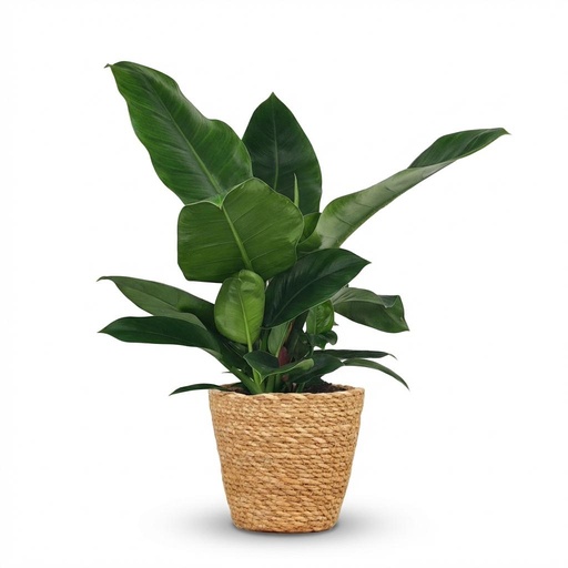 "Zimmerpflanze - Philodendron - Philodendron Imperial Green - Grün - Pflegeleicht - 1 Pflanze - mit Korb - Topf 19cm - Höhe 65cm image"