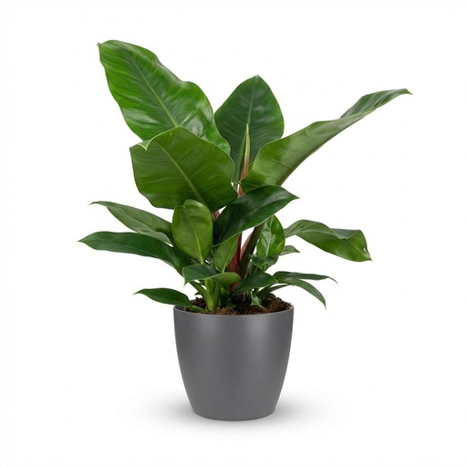 "Zimmerpflanze - Philodendron - Philodendron Imperial Green - Grün - Pflegeleicht - 1 Pflanze - mit Übertopf Grau - Topf 19cm - Höhe 65cm image"