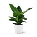 Zimmerpflanze - Philodendron - Philodendron Imperial Green - Grün - Pflegeleicht - 1 Pflanze - mit weißem Übertopf - Topf 19cm - Höhe 65cm