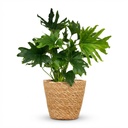 Zimmerpflanze - Philodendron - Philodendron Lickety split - Grün - Pflegeleicht - 1 Pflanze - mit Korb - Topf 19cm - Höhe 70cm