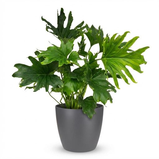 "Zimmerpflanze - Philodendron - Philodendron Lickety Split - Grün - Pflegeleicht - 1 Pflanze - mit Topf Grau - Topf 19cm - Höhe 70cm image"