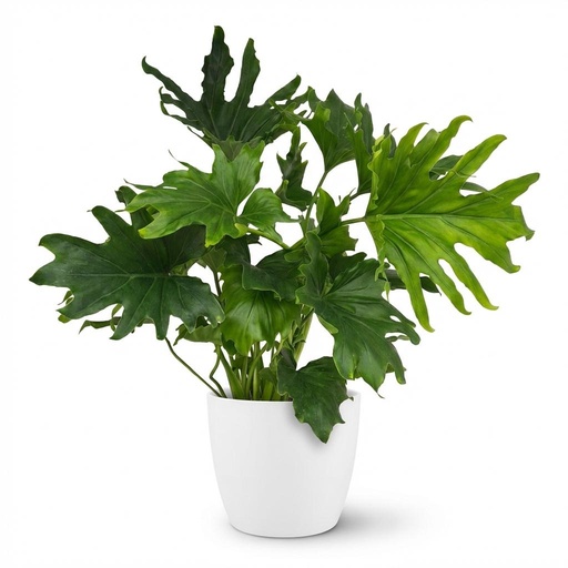 "Zimmerpflanze - Philodendron - Philodendron Lickety Split - Grün - Pflegeleicht - 1 Pflanze - mit Potter Weiß - Topf 19cm - Höhe 70cm image"