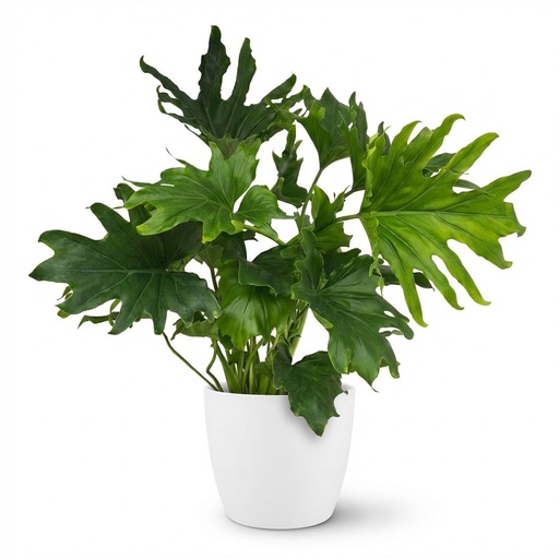 "Baumfreund 'Lickety split' (Philodendron) – pflegeleichte Zimmerpflanze, Topf-Ø 19 cm, Höhe ca. 70 cm image"