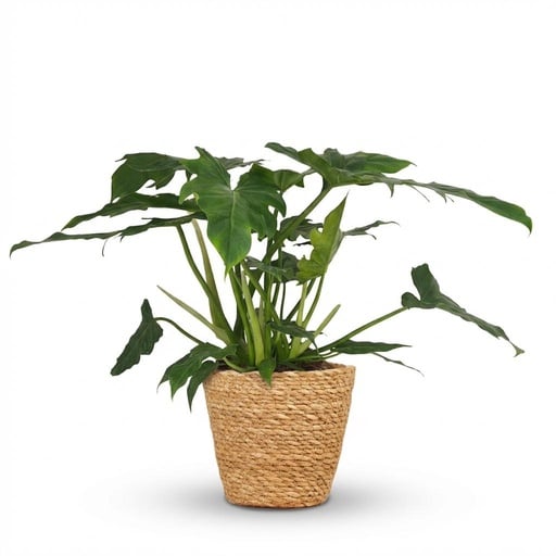 "Zimmerpflanze - Philodendron - Philodendron Lacerum - Grün - Pflegeleicht - 1 Pflanze - mit Korb - Topf 19cm - Höhe 65cm image"