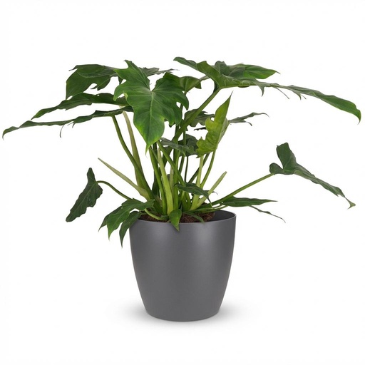 "Zimmerpflanze - Philodendron Lacerum - Grün - Pflegeleicht - 1 Pflanze - Inklusive grauem Topf - Topf Ø 19cm - Höhe 65cm image"