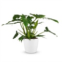 Zimmerpflanze - Philodendron - Philodendron Lacerum - Grün - Pflegeleicht - 1 Pflanze - mit weißem Übertopf - Topf 19cm - Höhe 65cm