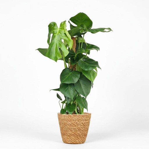 "Zimmerpflanze - Fensterblatt - Monstera Deliciosa Moosstab - Grün - Pflegeleicht - 1 Pflanze - mit Korb - Topf 19cm - Höhe 90cm image"