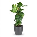 Zimmerpflanze - Fensterblatt - Monstera Deliciosa Moosstab - Grün - Pflegeleicht - 1 Pflanze - mit Potter Grau - Topf 19cm - Höhe 90cm
