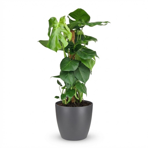 "Zimmerpflanze - Fensterblatt - Monstera Deliciosa Moosstab - Grün - Pflegeleicht - 1 Pflanze - mit Potter Grau - Topf 19cm - Höhe 90cm image"