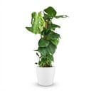 Zimmerpflanze - Fensterblatt - Monstera Deliciosa Moosstab - Grün - Pflegeleicht - 1 Pflanze - mit Übertopf Weiß - Topf 19cm - Höhe 90cm