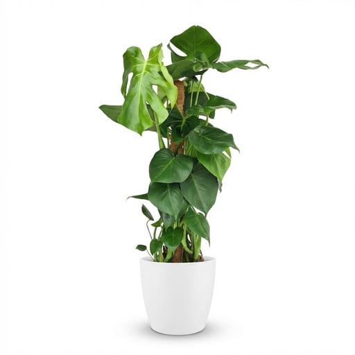 "Zimmerpflanze - Fensterblatt - Monstera Deliciosa Moosstab - Grün - Pflegeleicht - 1 Pflanze - mit Übertopf Weiß - Topf 19cm - Höhe 90cm image"