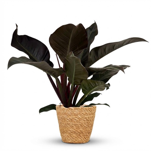 "Zimmerpflanze - Philodendron - Philodendron Imperial Red - Rot - Pflegeleicht - 1 Pflanze - mit Korb - Topf 19cm - Höhe 60cm image"