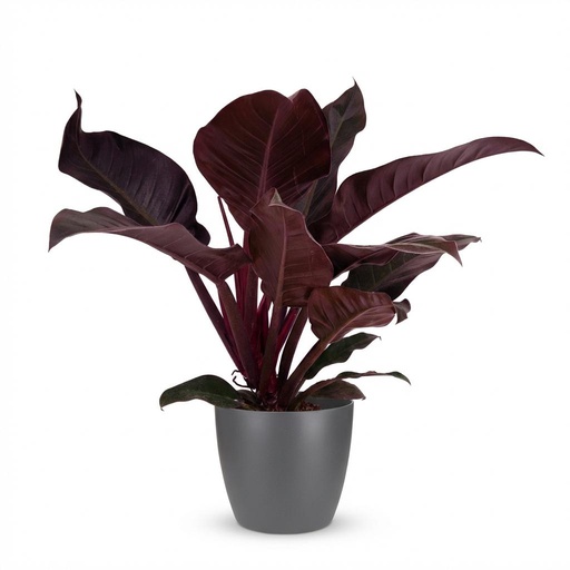 "Zimmerpflanze - Philodendron - Philodendron Imperial Red - Rot - Pflegeleicht - 1 Pflanze - mit Potter Grau - Topf 19cm - Höhe 60cm image"