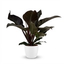 Zimmerpflanze - Philodendron - Philodendron Imperial Red - Rot - Pflegeleicht - 1 Pflanze - mit Potter Weiß - Topf 19cm - Höhe 60cm