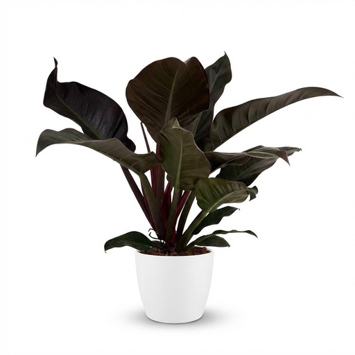 "Zimmerpflanze - Philodendron - Philodendron Imperial Red - Rot - Pflegeleicht - 1 Pflanze - mit Potter Weiß - Topf 19cm - Höhe 60cm image"