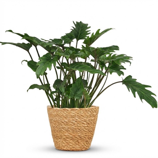 "Zimmerpflanze - Philodendron - Philodendron Xanadu - Grün - Pflegeleicht - 1 Pflanze - mit Korb - Topf 19cm - Höhe 60cm image"