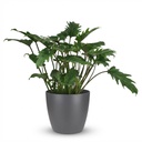 Zimmerpflanze - Philodendron - Philodendron Xanadu - Grün - Pflegeleicht - 1 Pflanze - mit Potter Grau - Topf 19cm - Höhe 60cm